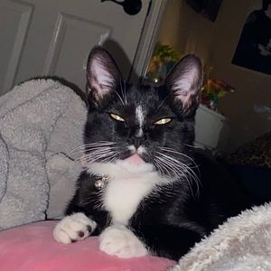 Meet your Posher, Sophia